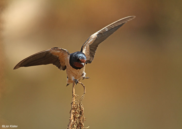   Barn Swallow Hirundo rustica, Hital reservoir, Golan .September 2010. Lior Kislev              